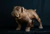 Product image 3 of the product “Standing French Bulldog made from suar wood, 75cm Height. ”